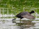 Moorhen – Kokoszka